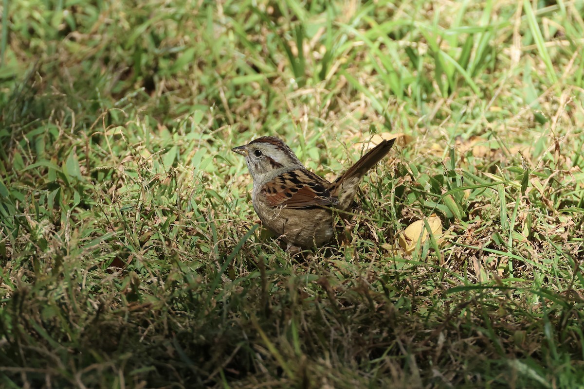 Swamp Sparrow - ML643396325