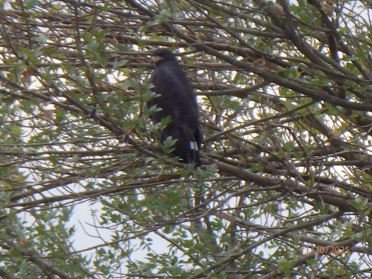 Common Black Hawk - ML643396326