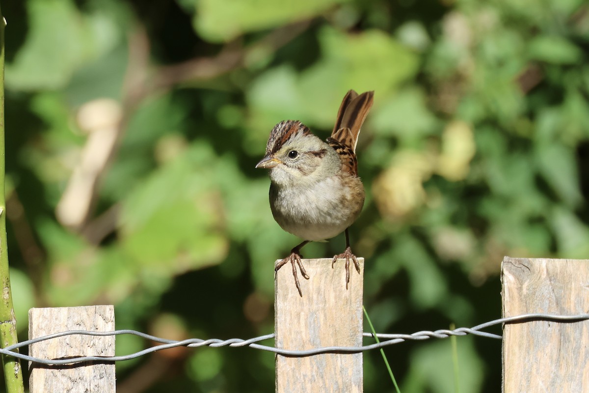 Swamp Sparrow - ML643396328