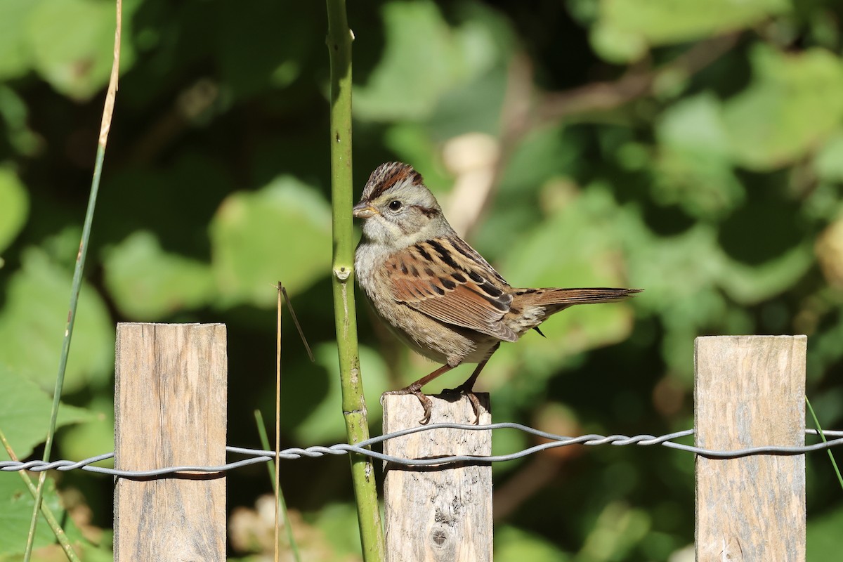 Swamp Sparrow - ML643396329