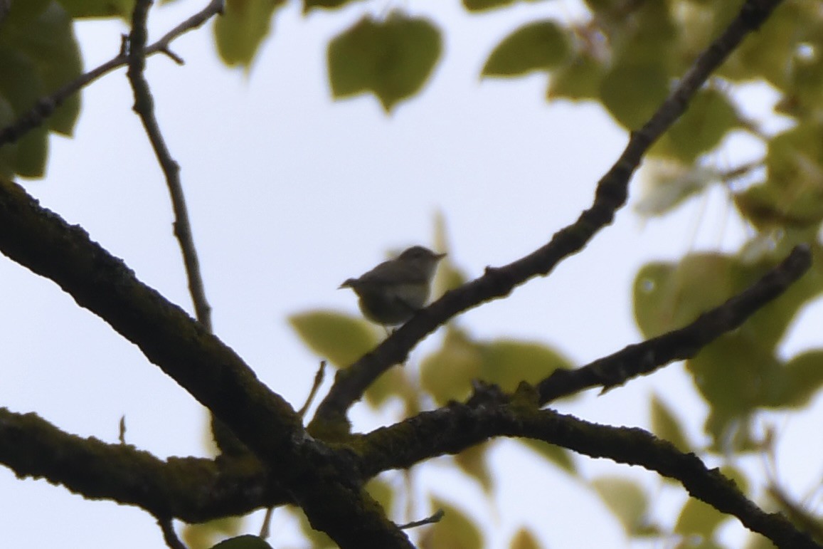 Western Warbling Vireo - ML643396335
