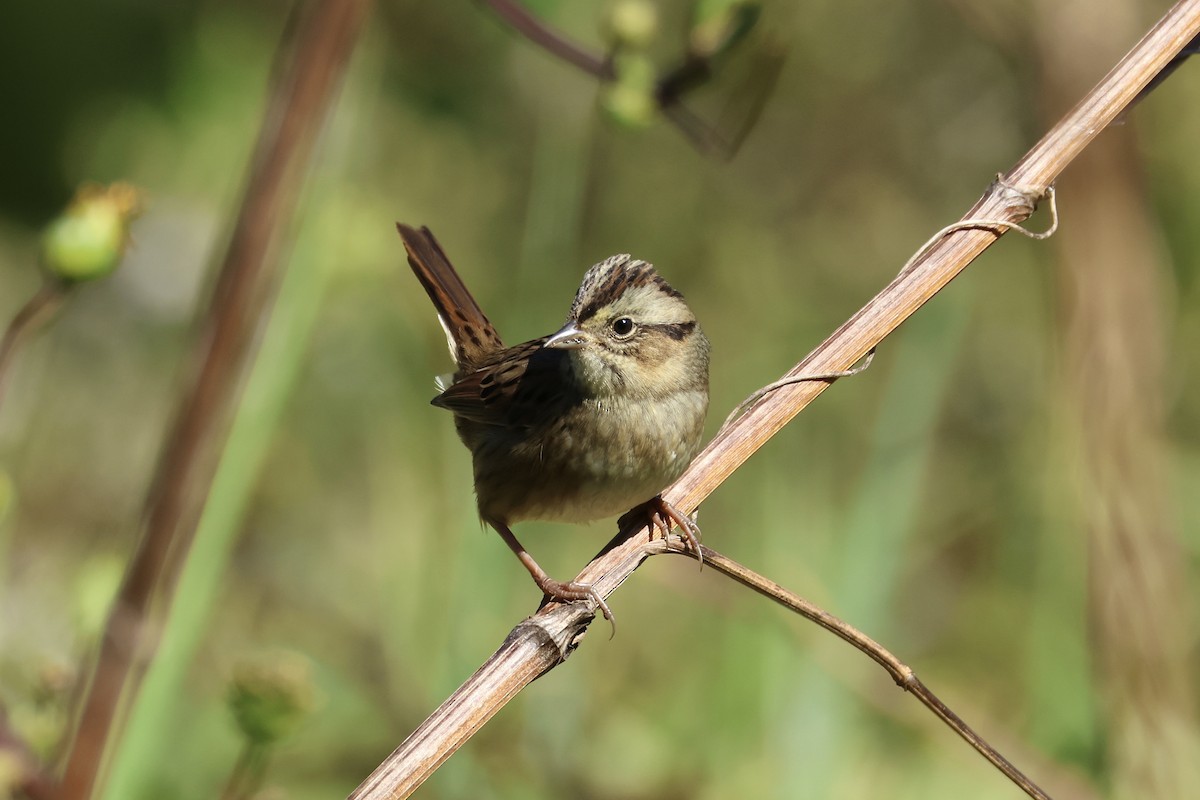 Swamp Sparrow - ML643396336