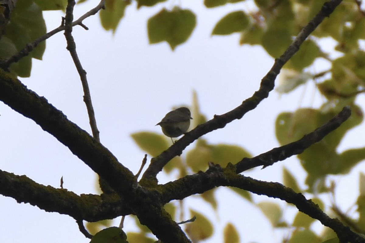 Western Warbling Vireo - ML643396343