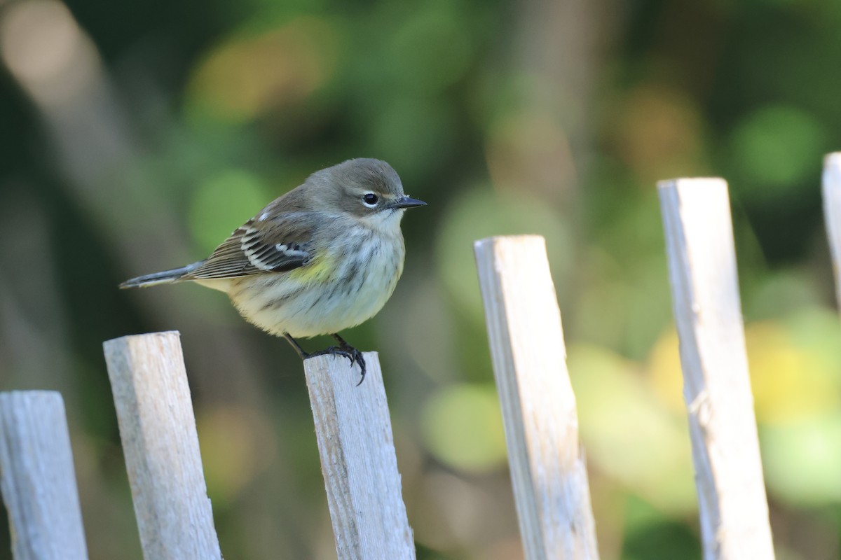 Yellow-rumped Warbler - ML643396362