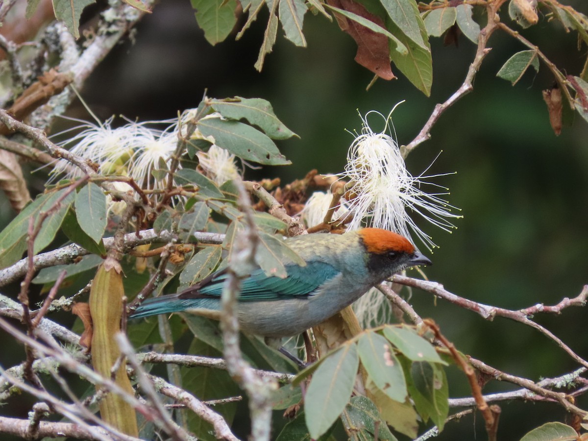 Scrub Tanager - ML643396365