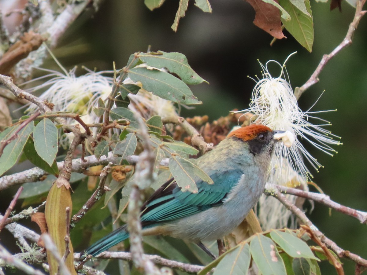 Scrub Tanager - ML643396366