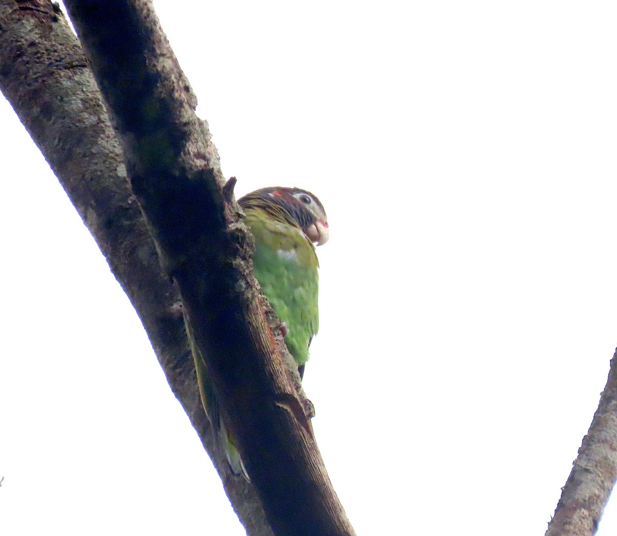 Brown-hooded Parrot - ML643396372