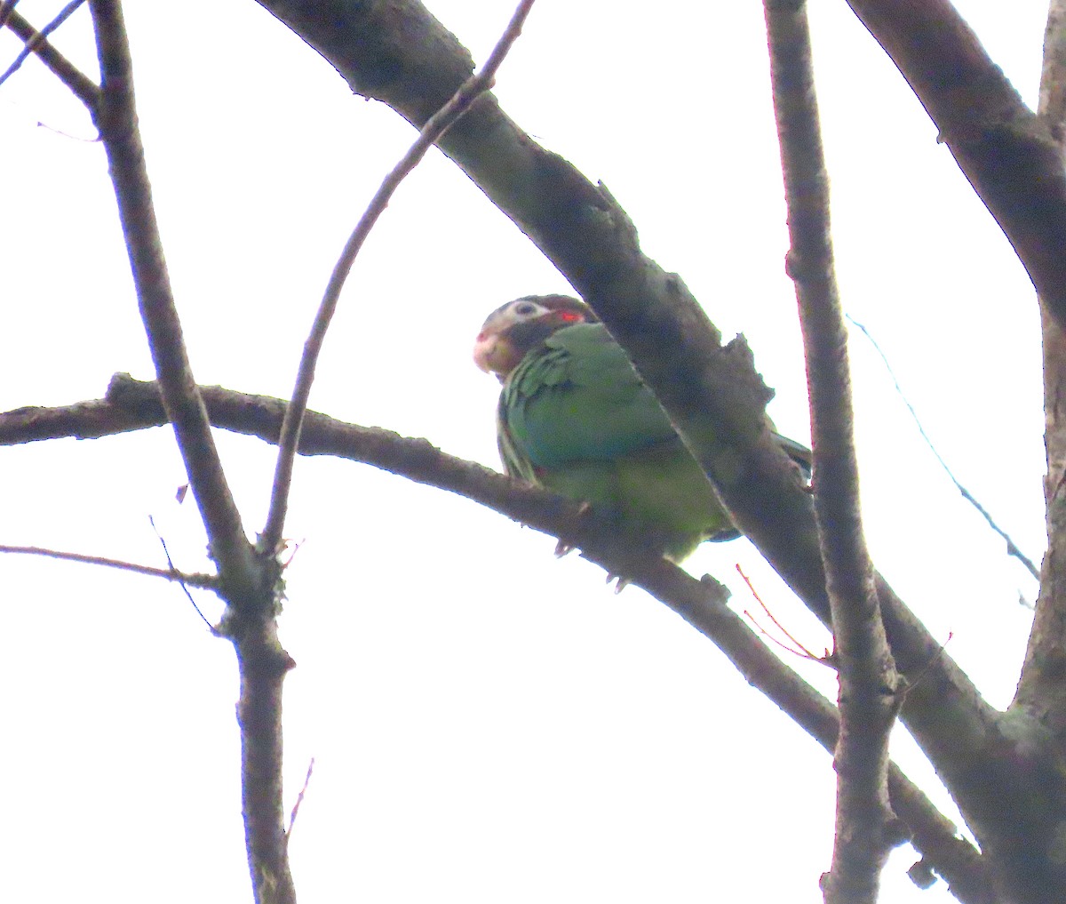 Brown-hooded Parrot - ML643396373