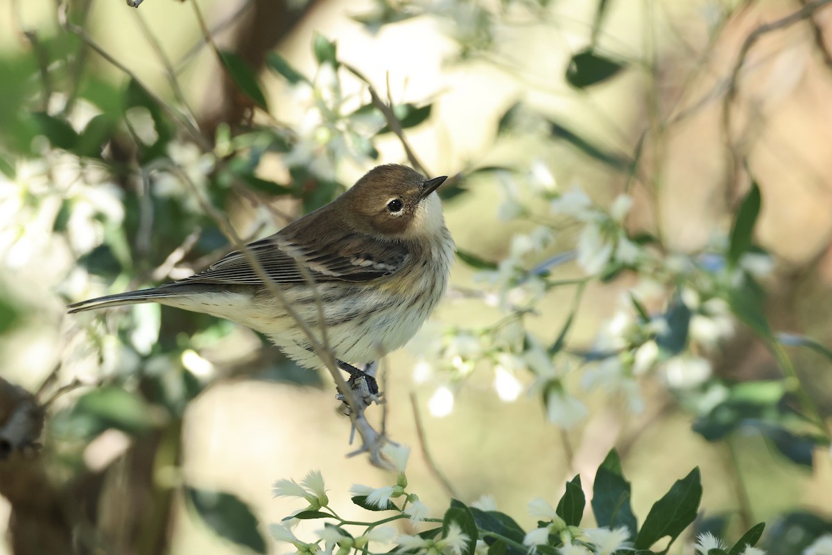 Yellow-rumped Warbler - ML643396375