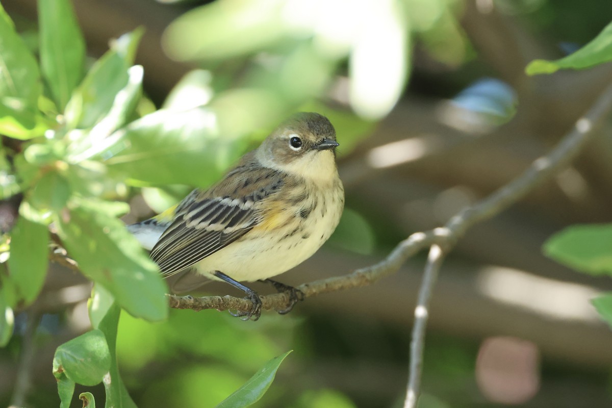 Yellow-rumped Warbler - ML643396377