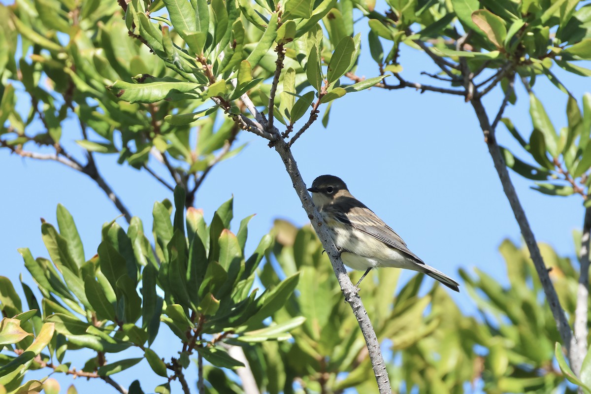 Yellow-rumped Warbler - ML643396385