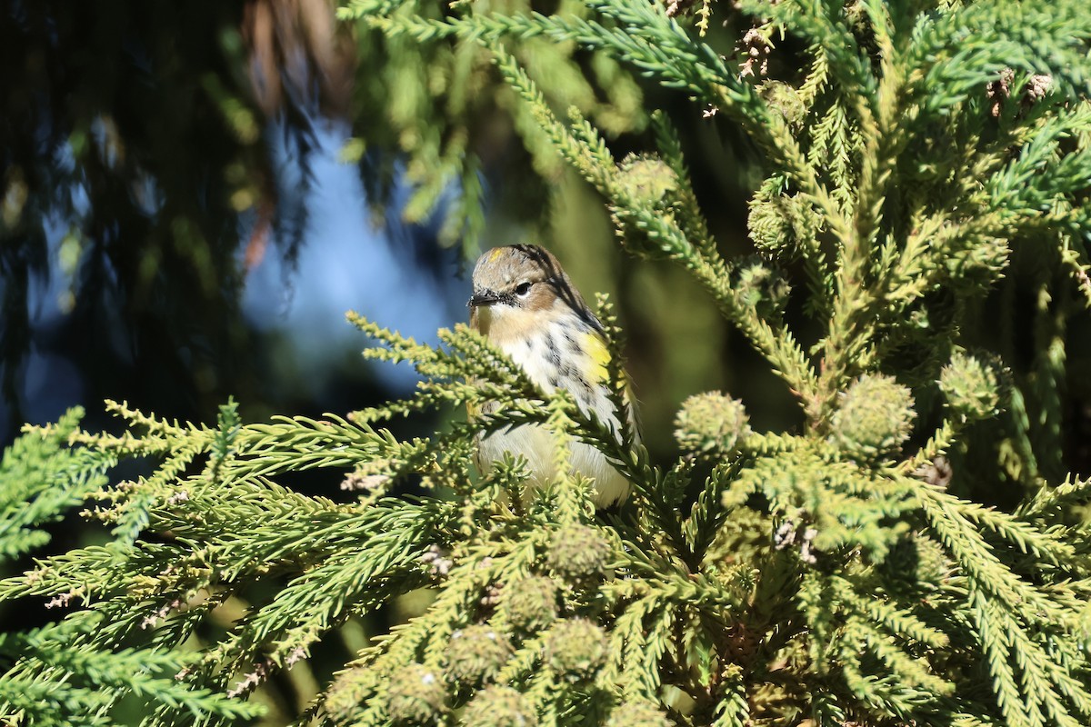 Yellow-rumped Warbler - ML643396386