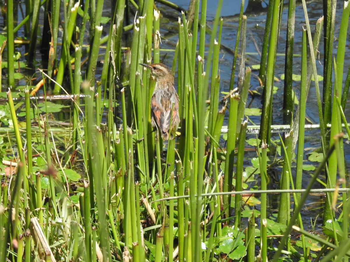 Wren-like Rushbird - ML643396390