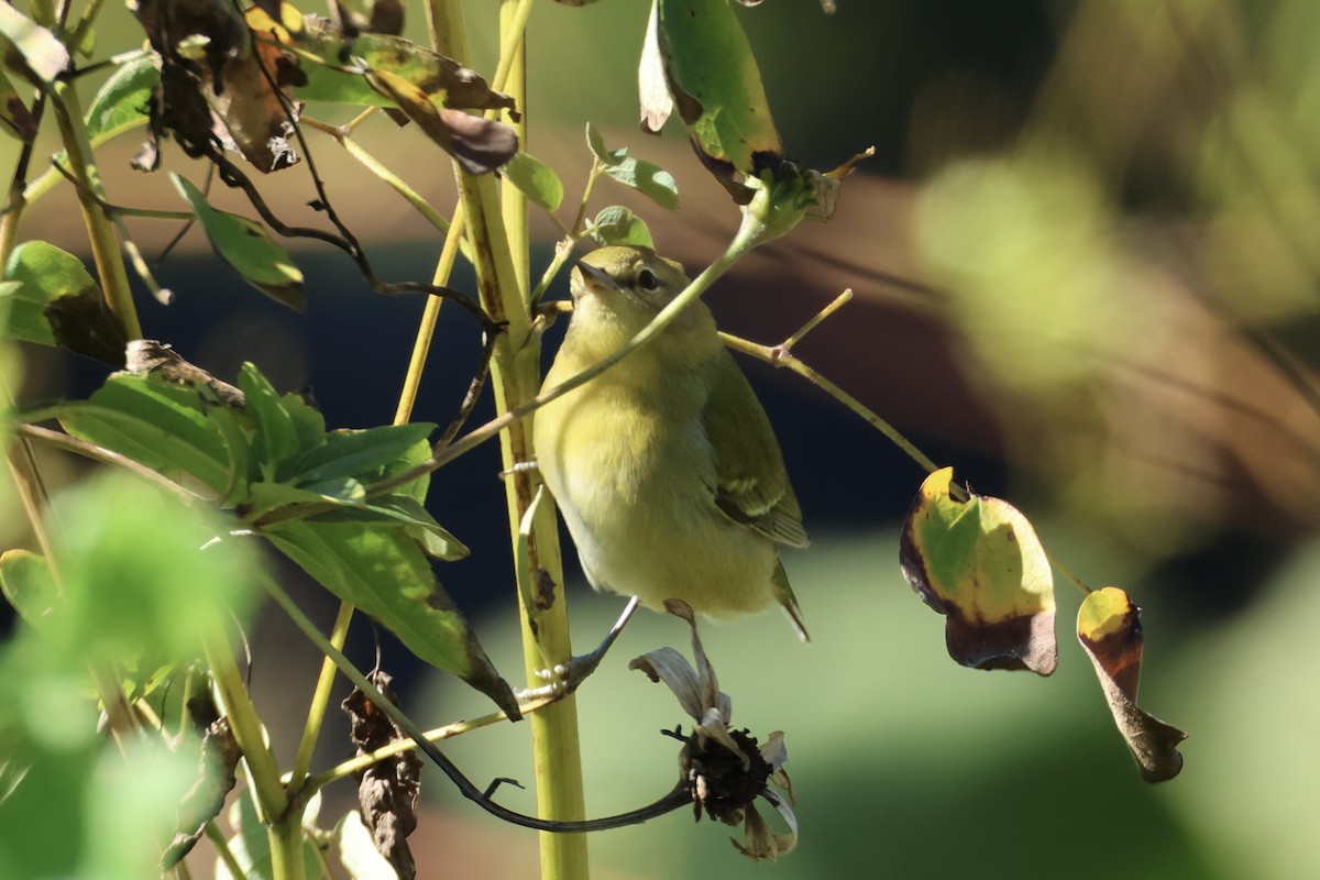 Tennessee Warbler - ML643396391