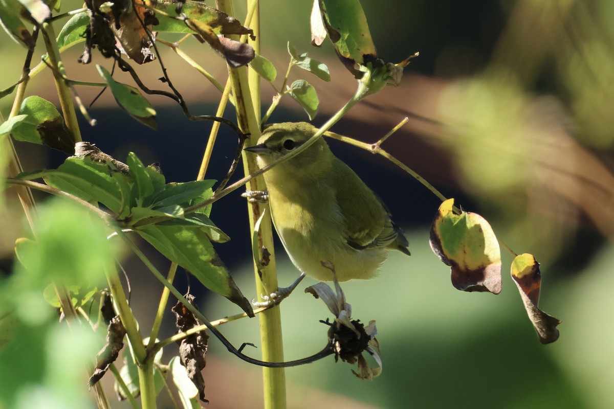 Tennessee Warbler - ML643396393