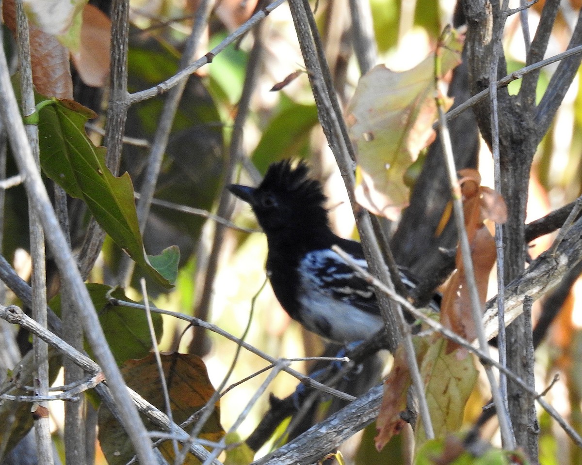 Black-backed Antshrike - ML643396395