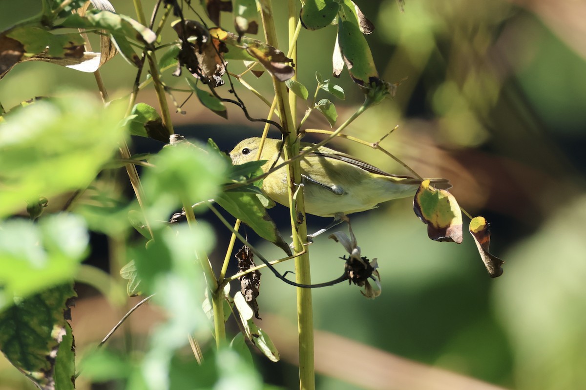 Tennessee Warbler - ML643396399