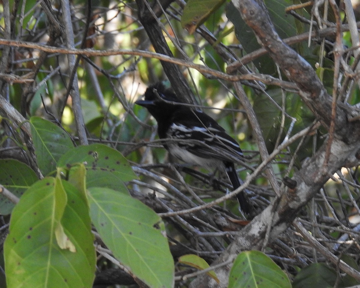 Black-backed Antshrike - ML643396401