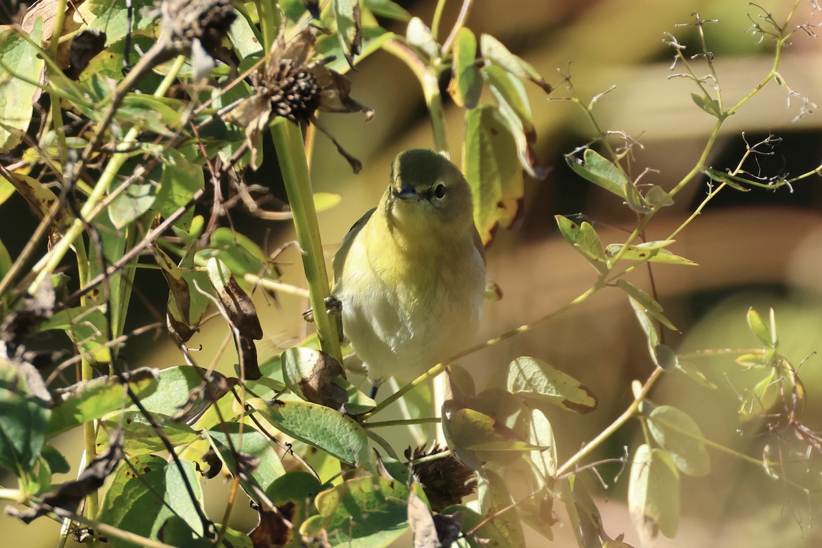 Tennessee Warbler - ML643396409