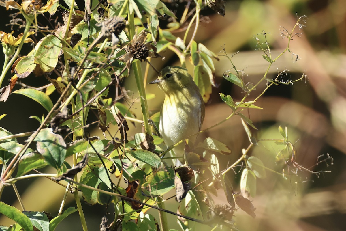 Tennessee Warbler - ML643396412