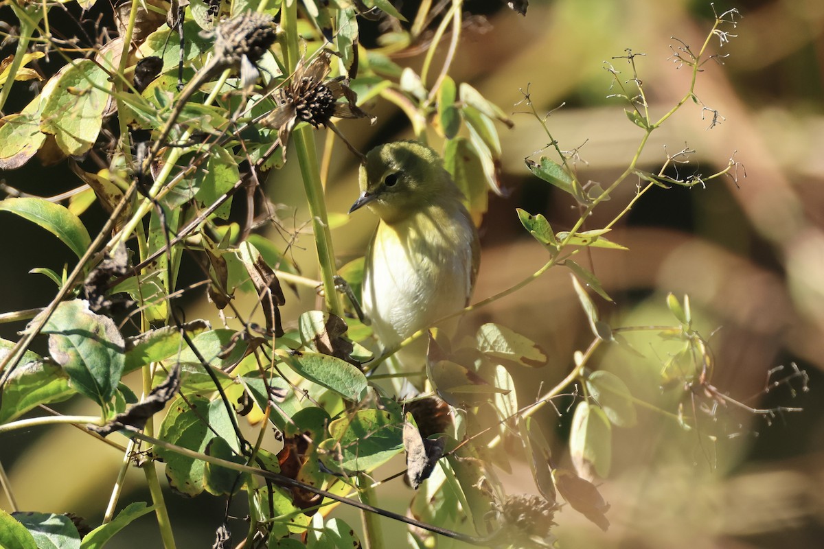 Tennessee Warbler - ML643396415
