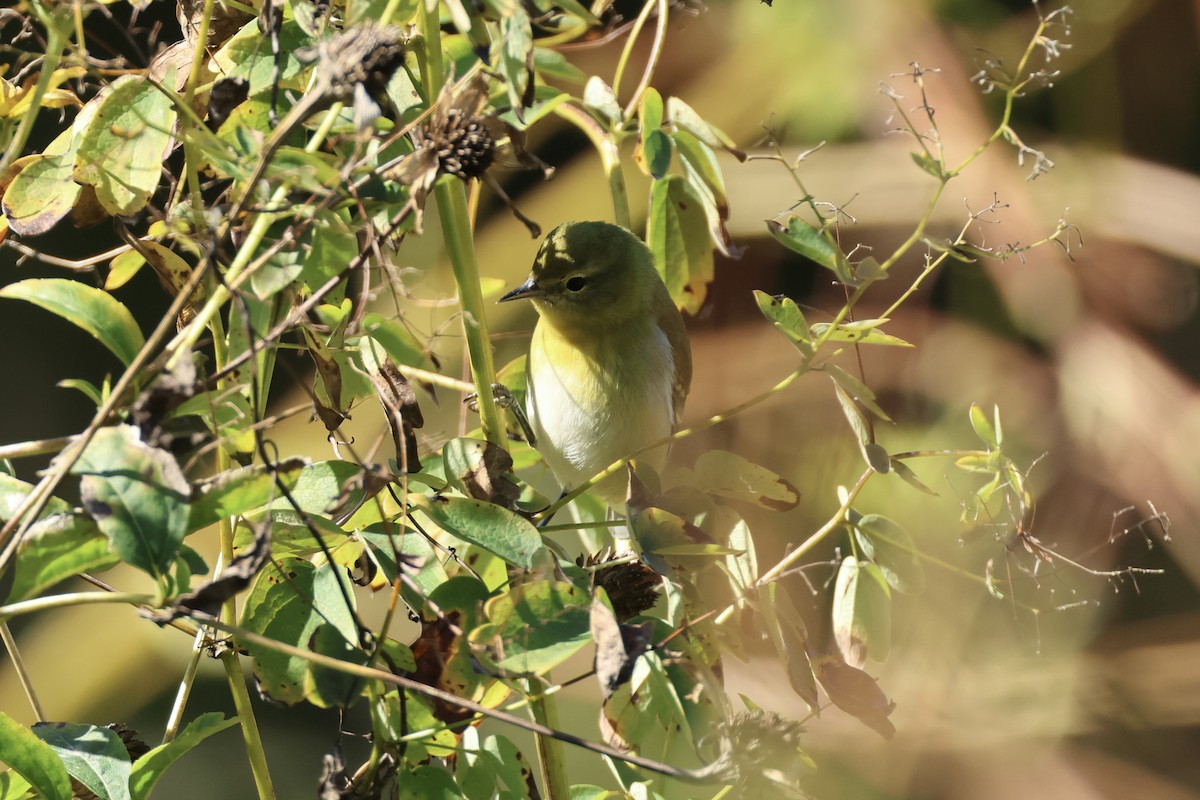 Tennessee Warbler - ML643396418