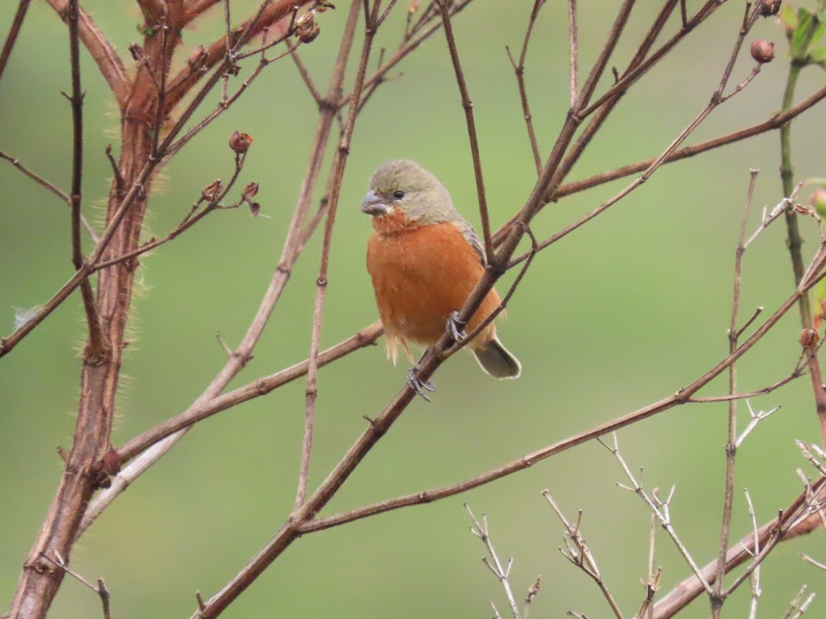 Ruddy-breasted Seedeater - ML643396425