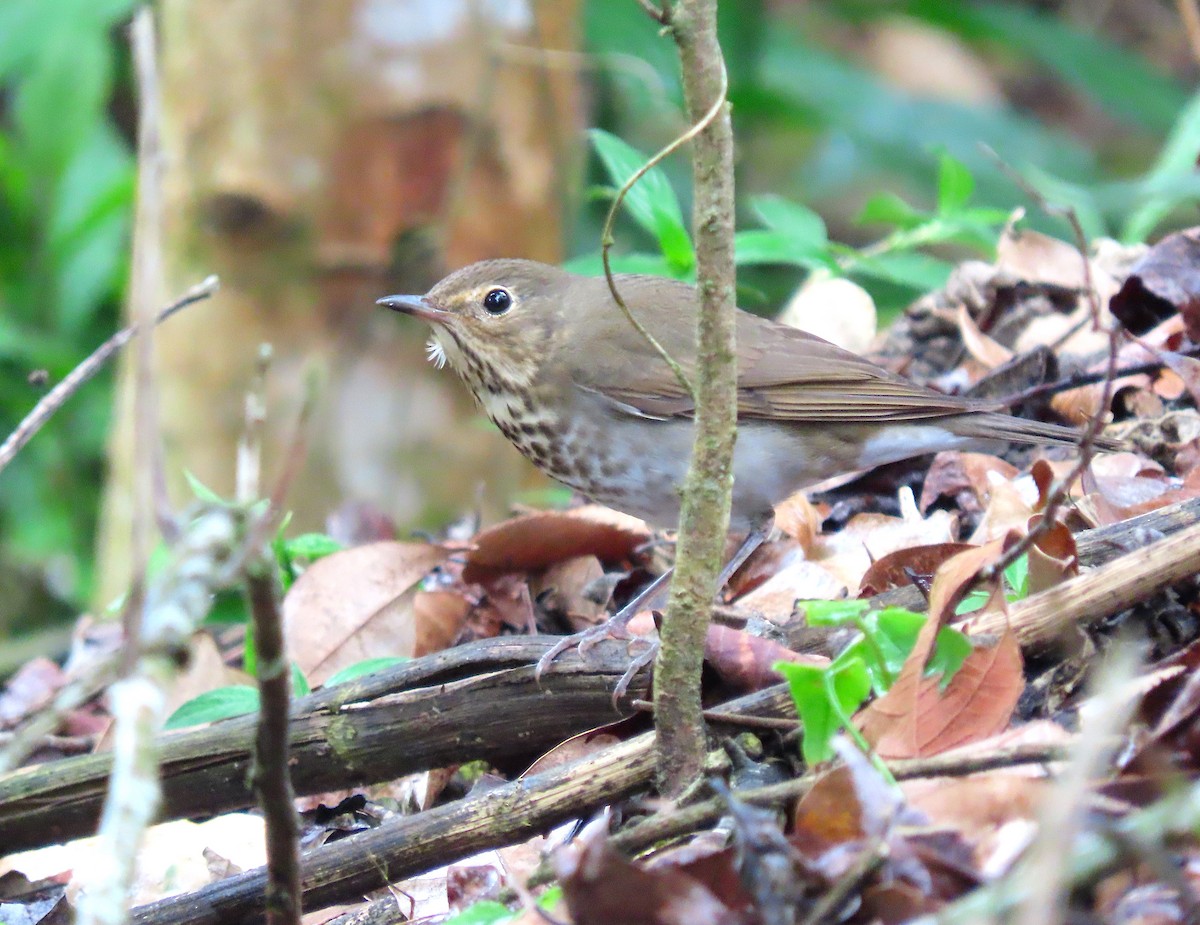 Swainson's Thrush - ML643396435
