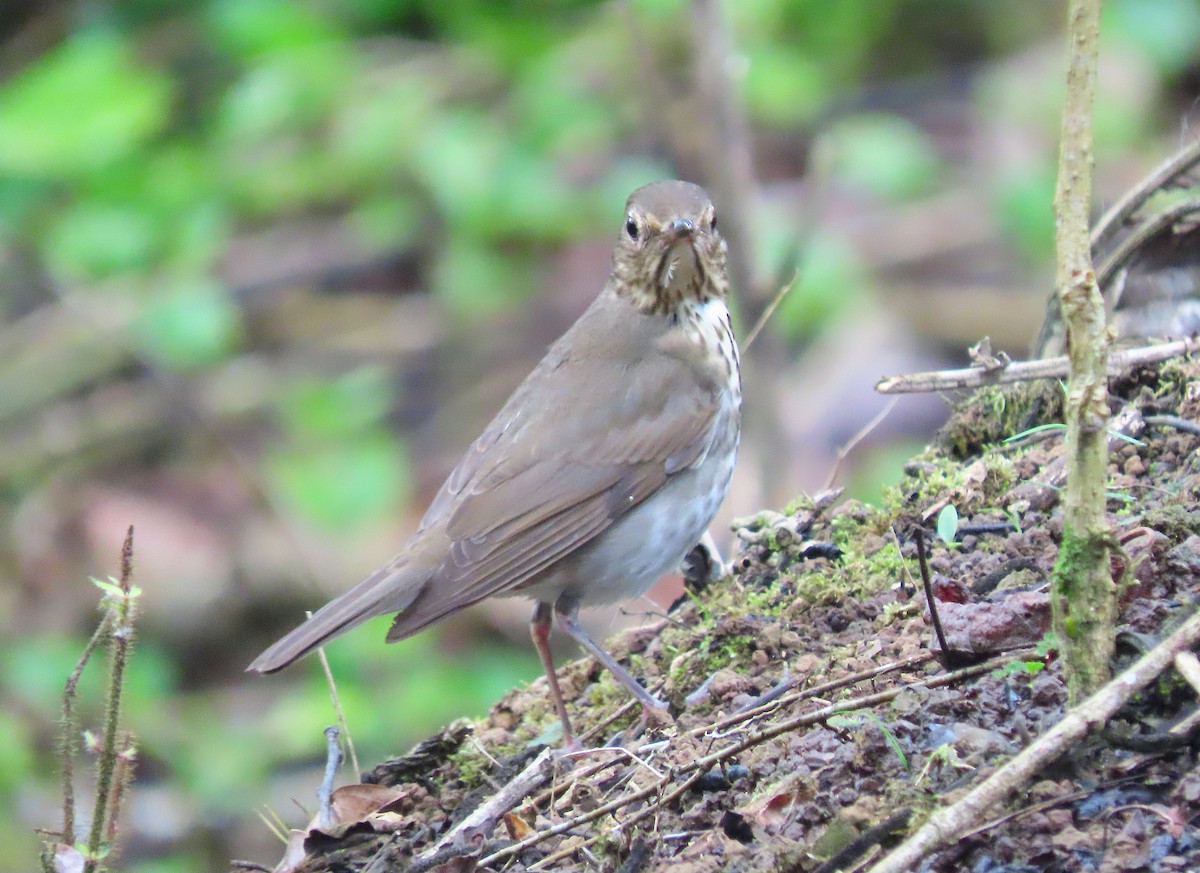 Swainson's Thrush - ML643396436