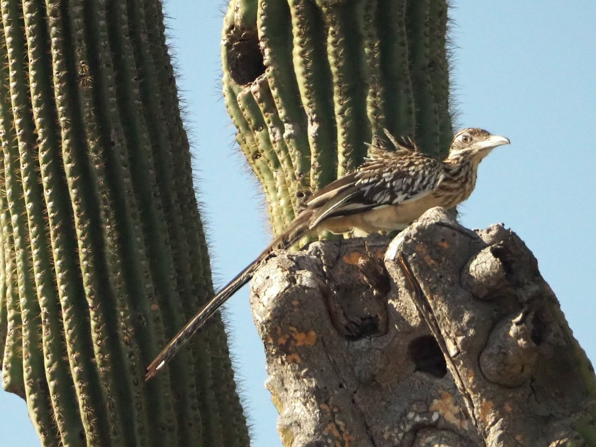 Greater Roadrunner - ML643396439
