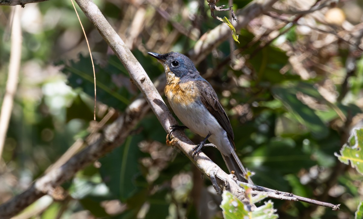 Leaden Flycatcher - ML643396447