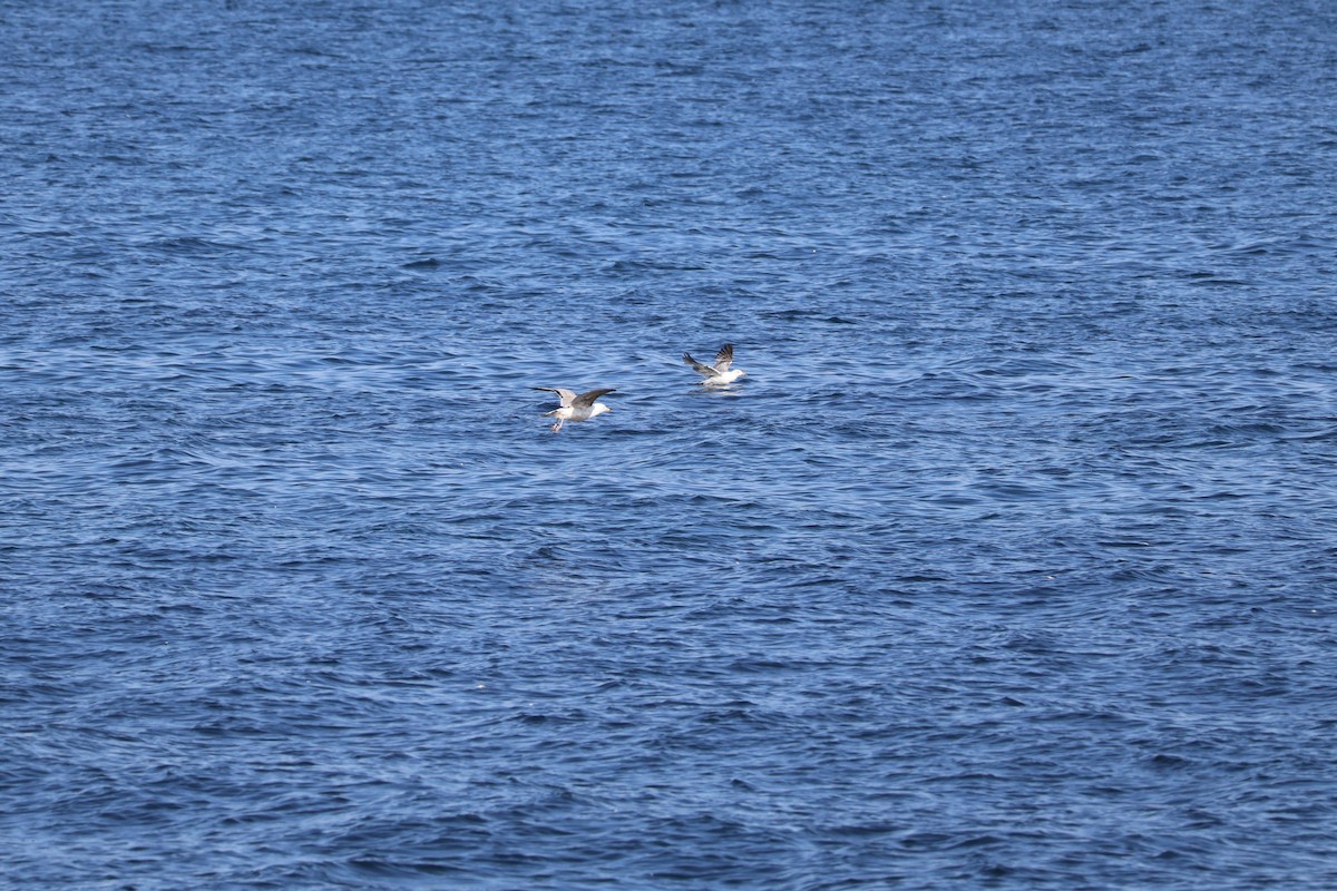 Ring-billed Gull - ML643396465