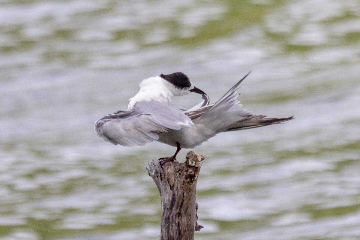 Common Tern - ML643396474