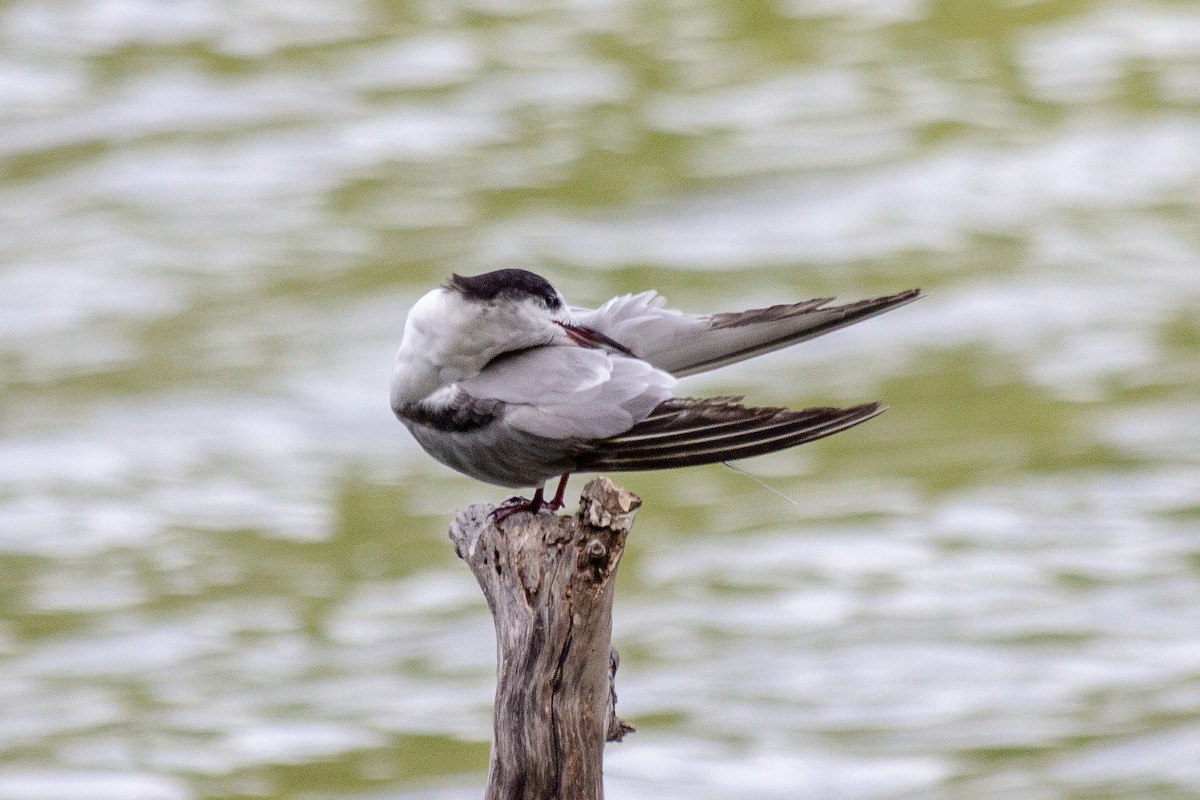 Common Tern - ML643396475