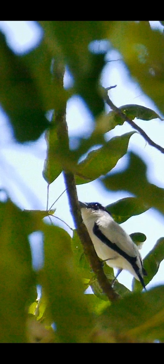 Black-crowned Tityra - ML643396476