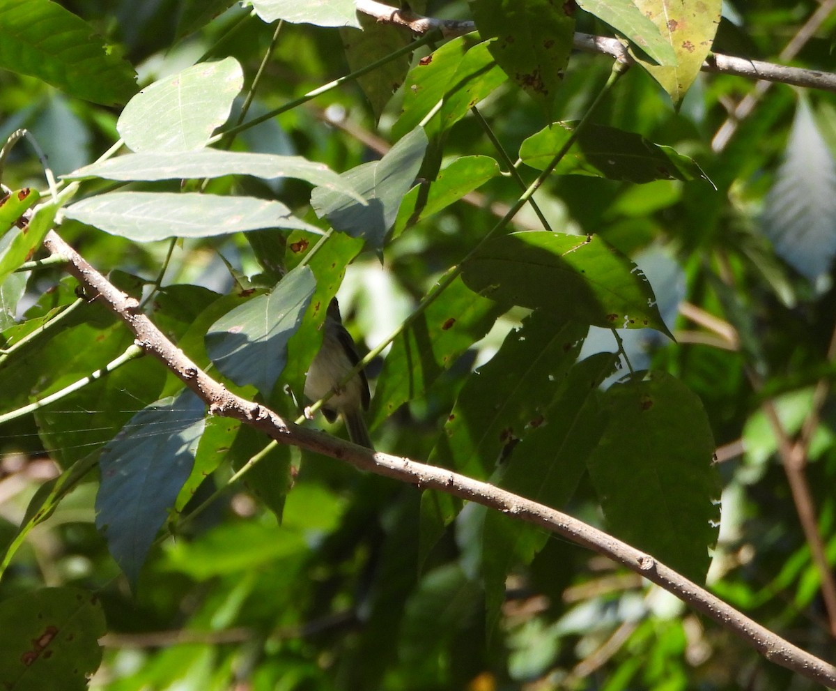 Forest Elaenia - ML643396482