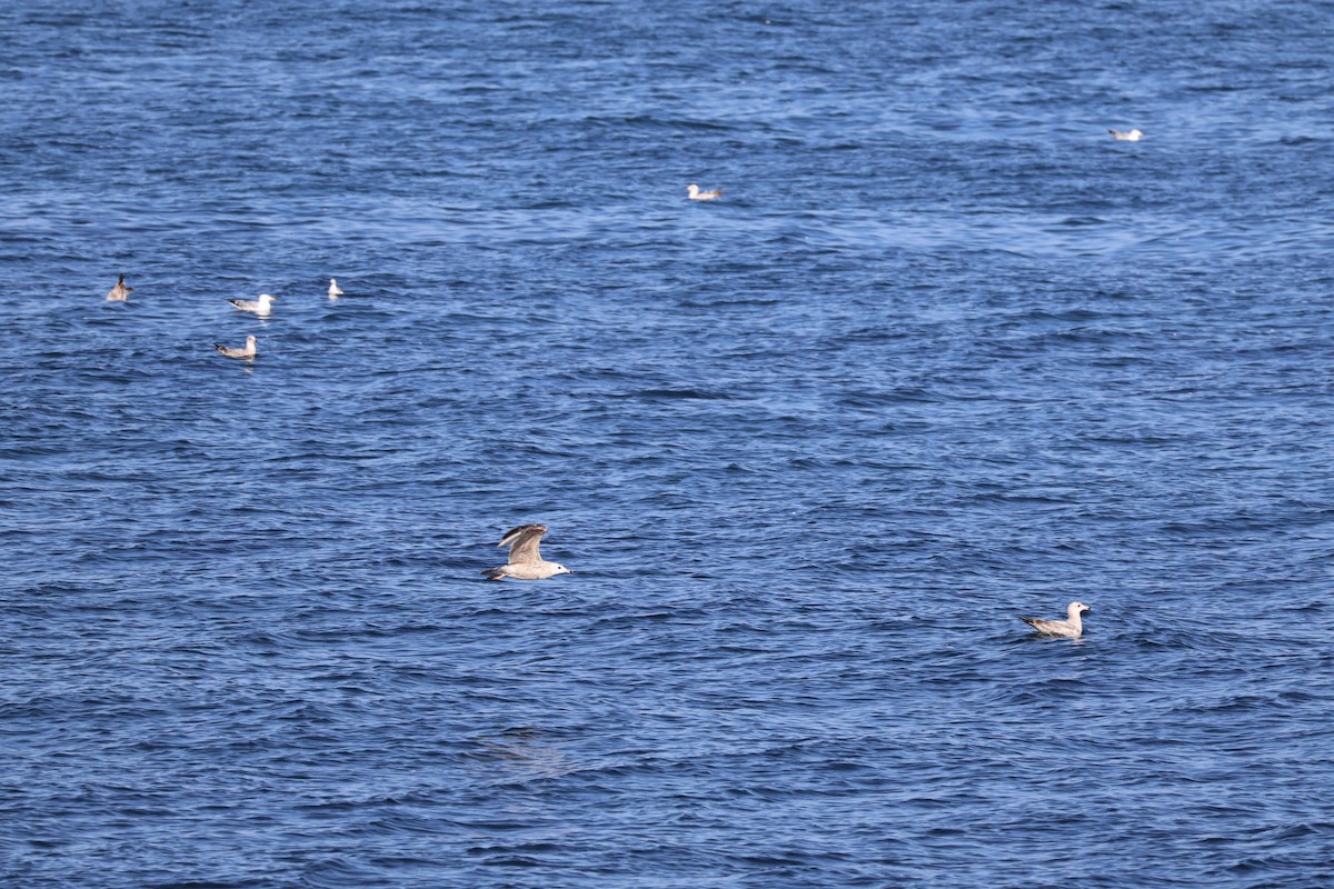 Ring-billed Gull - ML643396485
