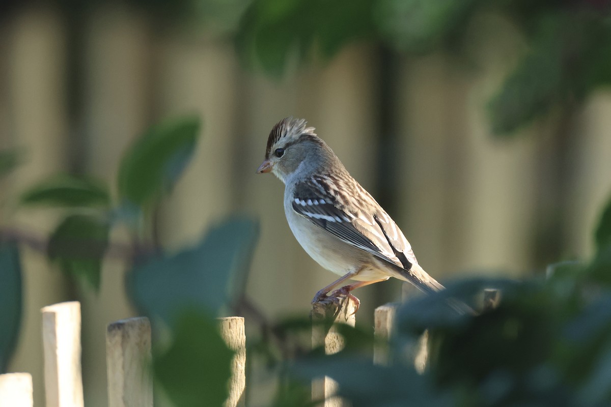 White-crowned Sparrow - ML643396488