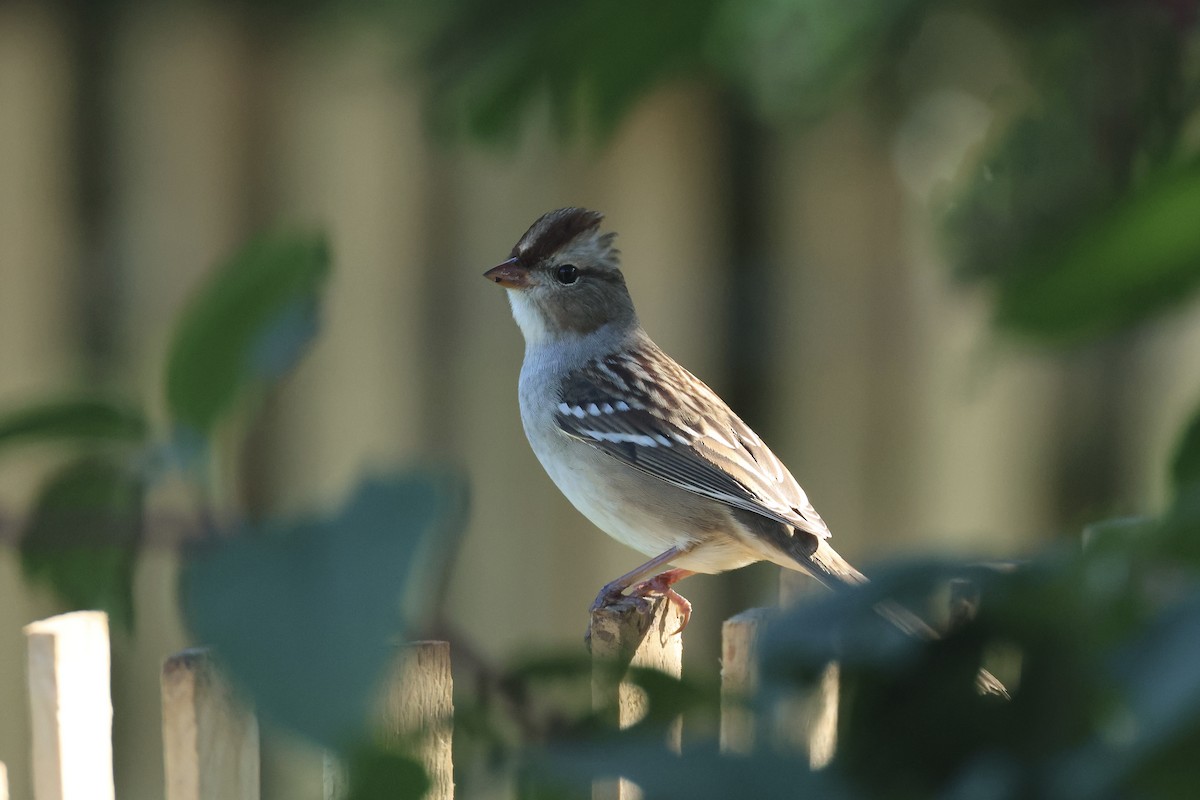 White-crowned Sparrow - ML643396493