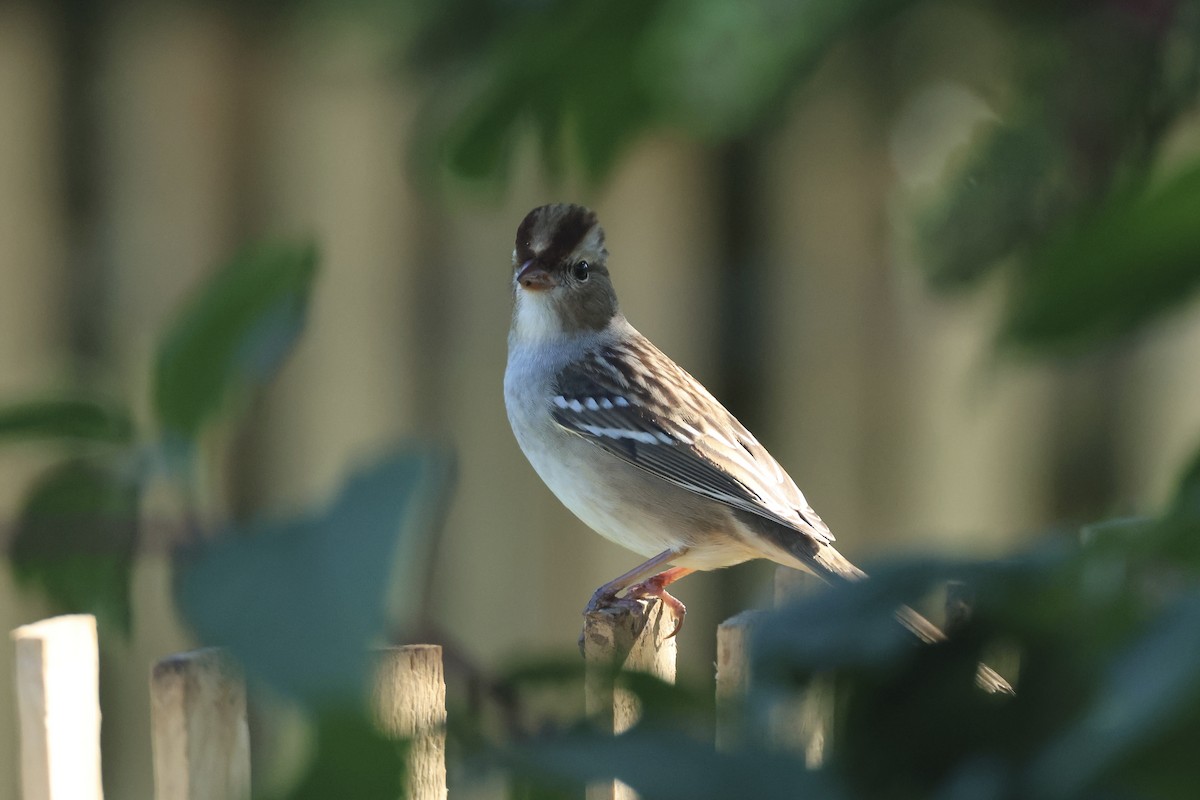 White-crowned Sparrow - ML643396500