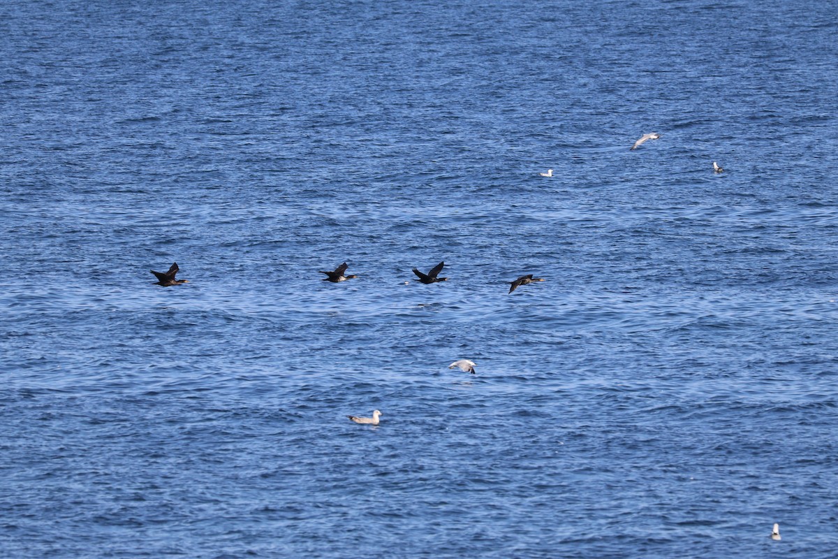 Double-crested Cormorant - ML643396501