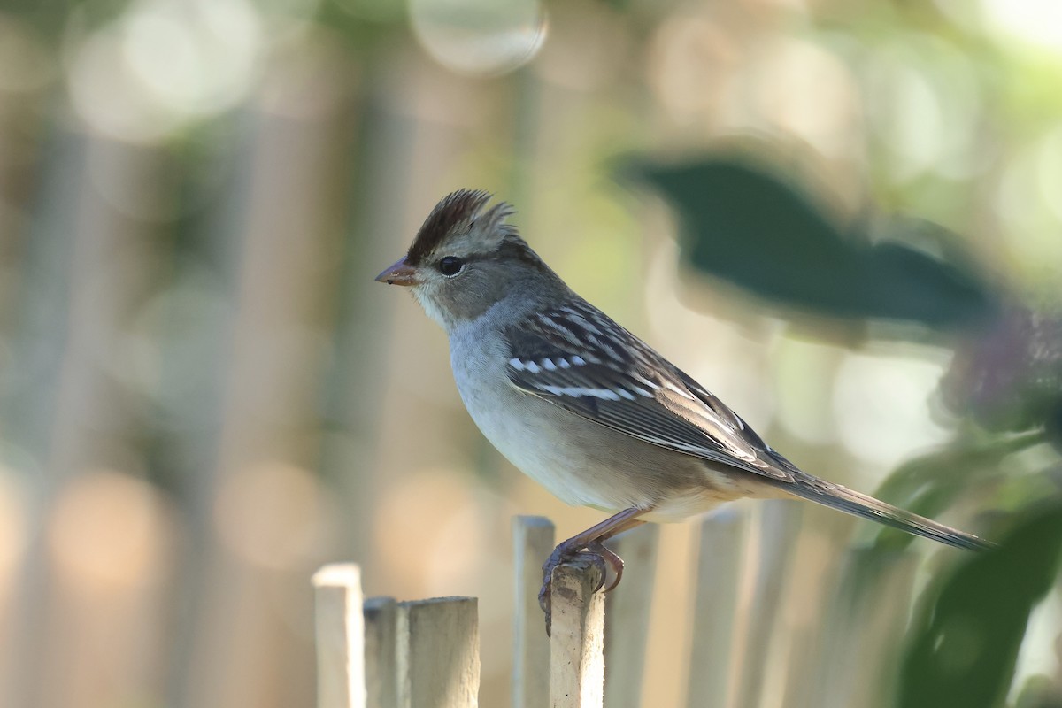 White-crowned Sparrow - ML643396504