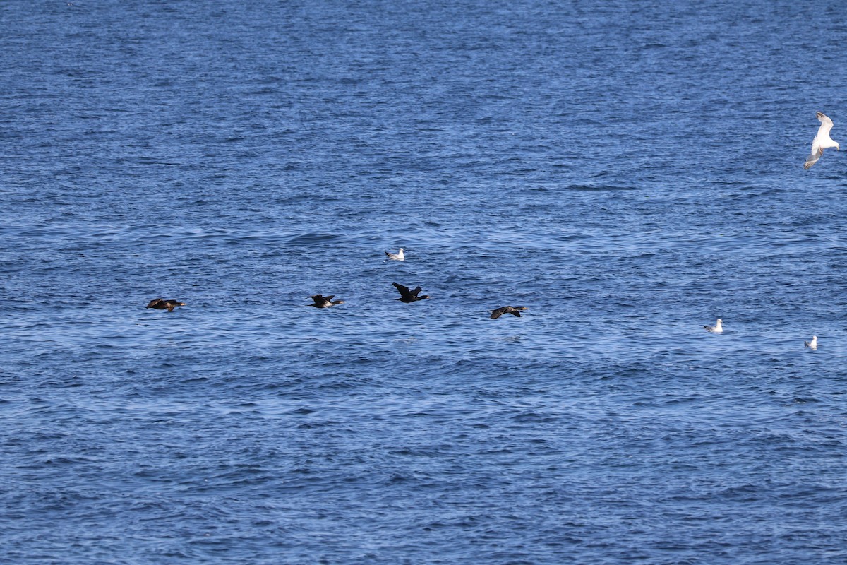 Double-crested Cormorant - ML643396512