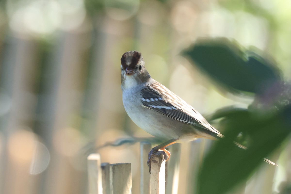 White-crowned Sparrow - ML643396513
