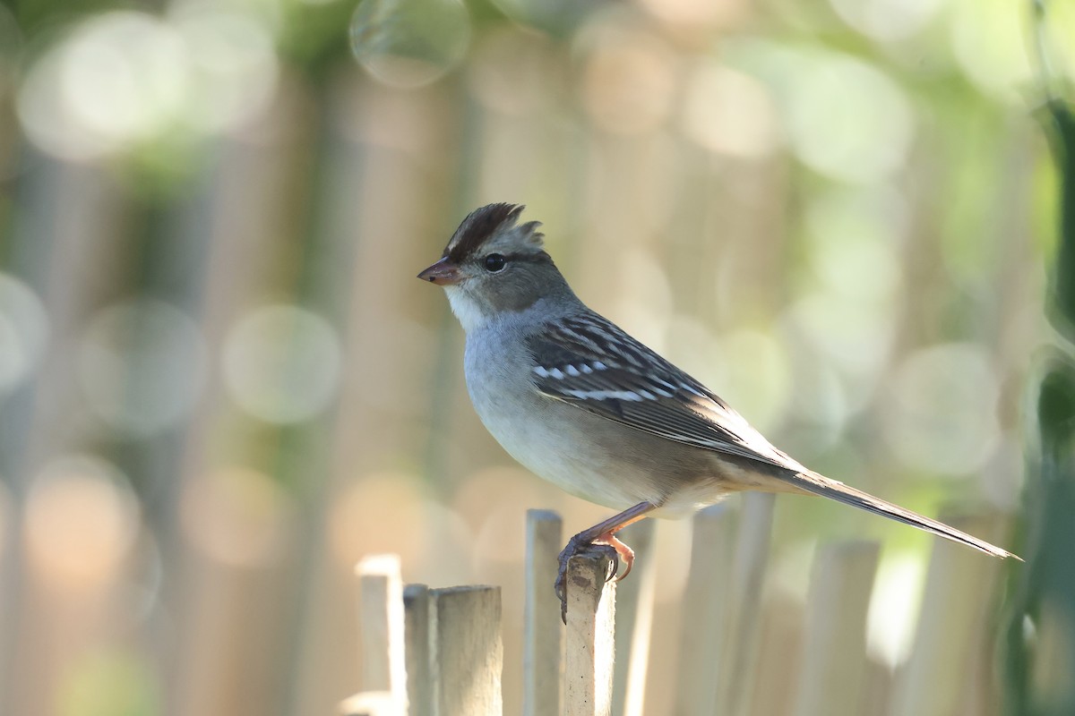White-crowned Sparrow - ML643396517