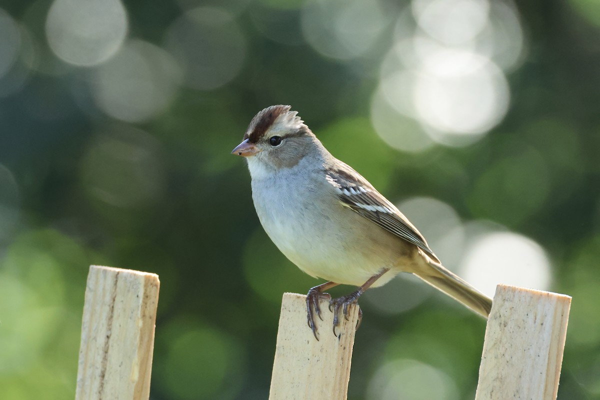 White-crowned Sparrow - ML643396520