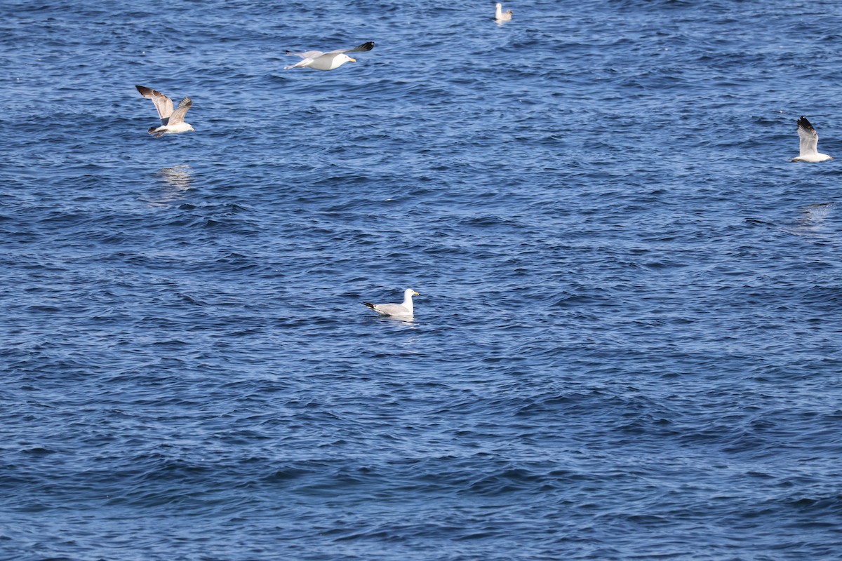Ring-billed Gull - ML643396526