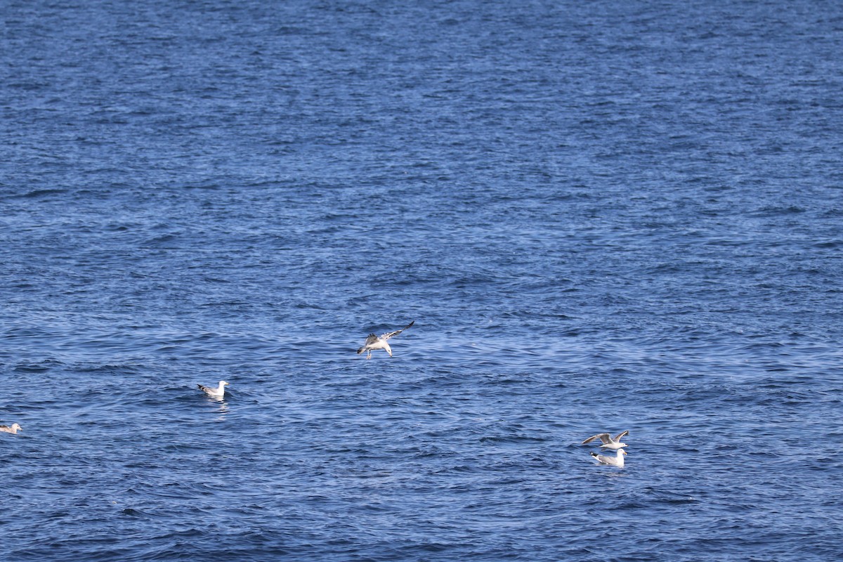 Ring-billed Gull - ML643396542