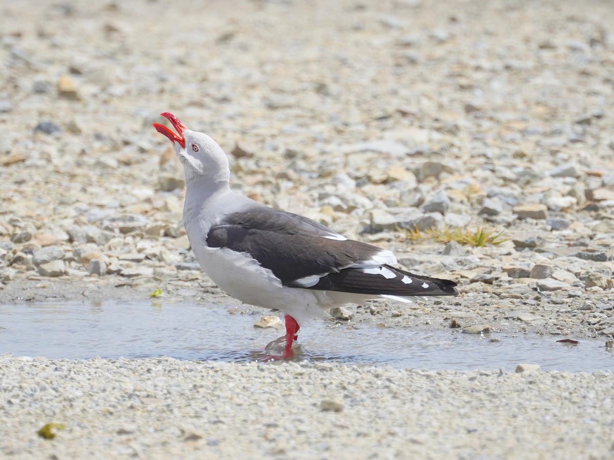 Dolphin Gull - ML643396546