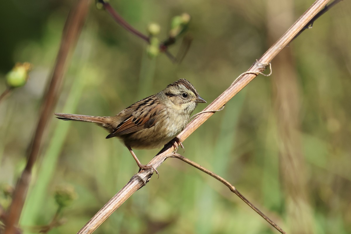 Swamp Sparrow - ML643396561